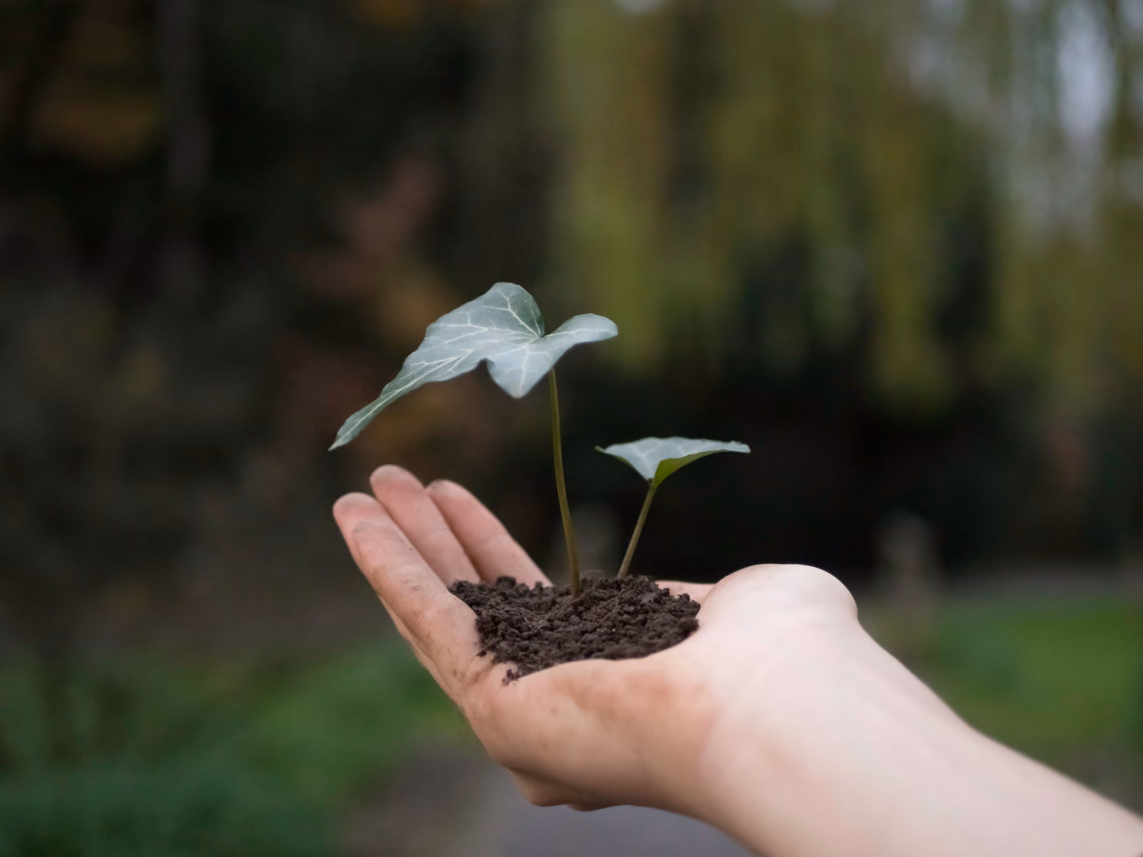 An open hand holding a small seedling growing from a mound of soil